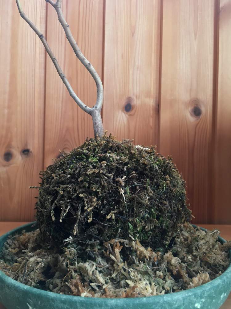 の画像 by tétoさん | ハイゴケとブナと観葉植物と苔 (コケ)とこけだまと相談と苔玉と盆栽と苔(こけ)と苔初心者