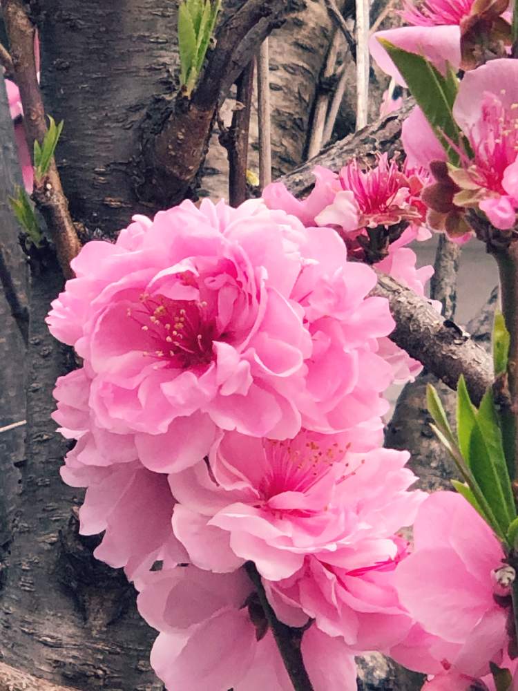 小さな庭の画像 by キミさん | 小さな庭と桃の花と春のお花とキラキラ✨とありがとう♡と庭の花と色鮮やか♪と満開とキレイ☆と感謝とピンク❤︎ピンクと元気!と晴れた日と庭の木と綺麗な色♡と花のある暮らしと色がキレイと青空の下と今朝の1枚とかわいい❤と素敵