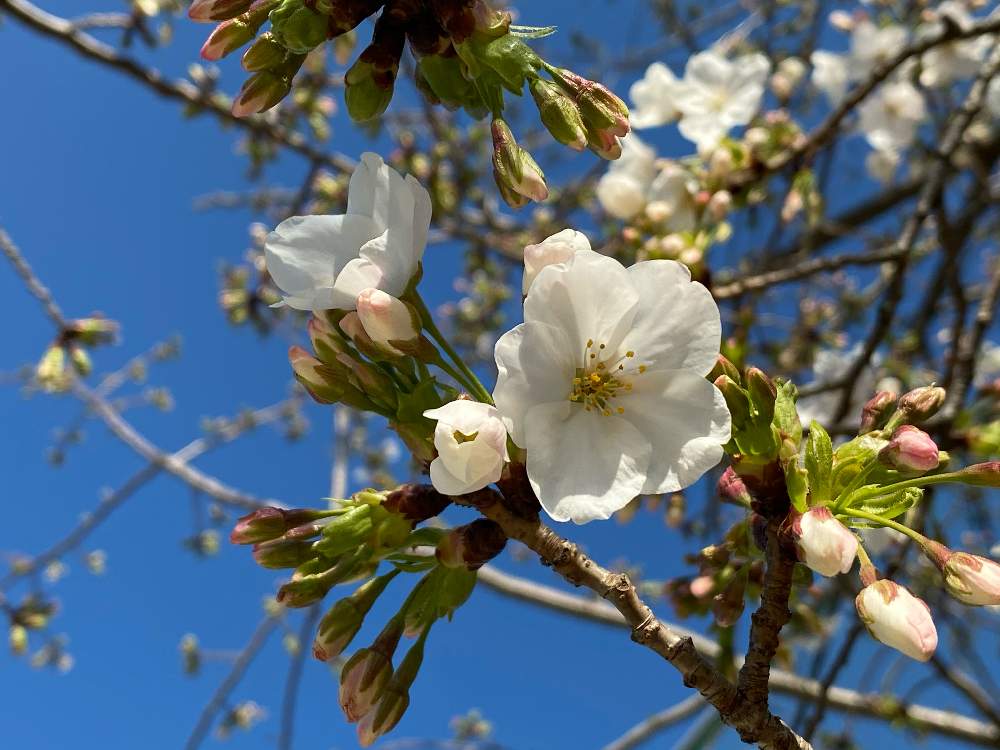 お出かけ先の画像 by ayuayucchiさん | お出かけ先とさくら サクラ 桜と花のある暮らしとiPhone11Proで撮影とiPhone 11PROで撮影