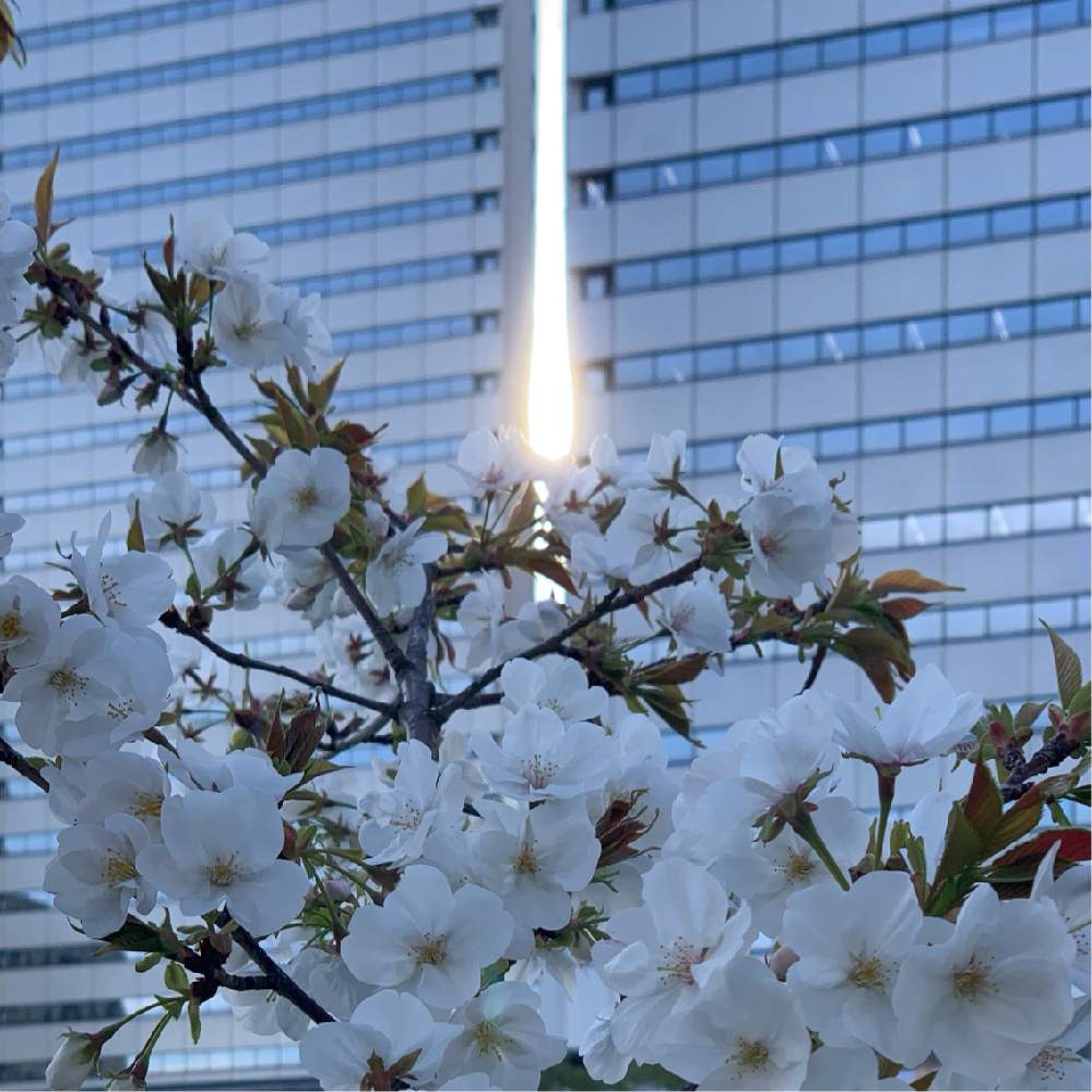 お出かけ先の画像 by Okavangoさん | お出かけ先とさくら サクラ 桜と2020桜フォトコンと三春色と白・しろ・ホワイトと春・OSAKAと春・萌ゆとWonderful JAPAN