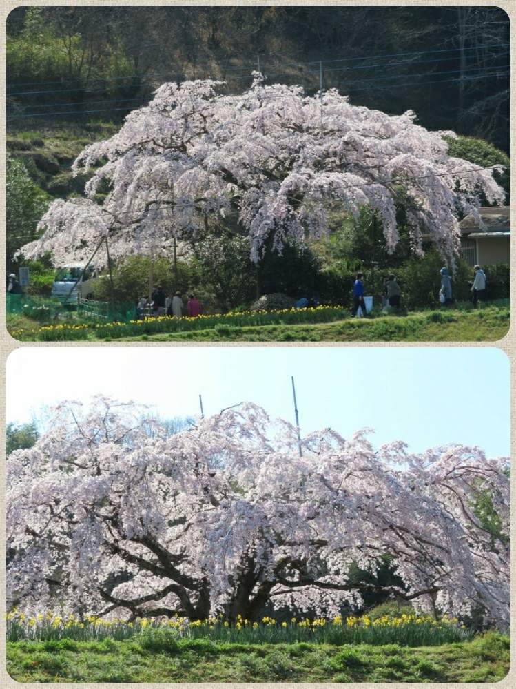 お出かけ先の画像 by ふくちゃんさん | お出かけ先と枝垂れ桜と花のある暮らしとさくら 桜 サクラとうどん県人会と2020桜フォトコン