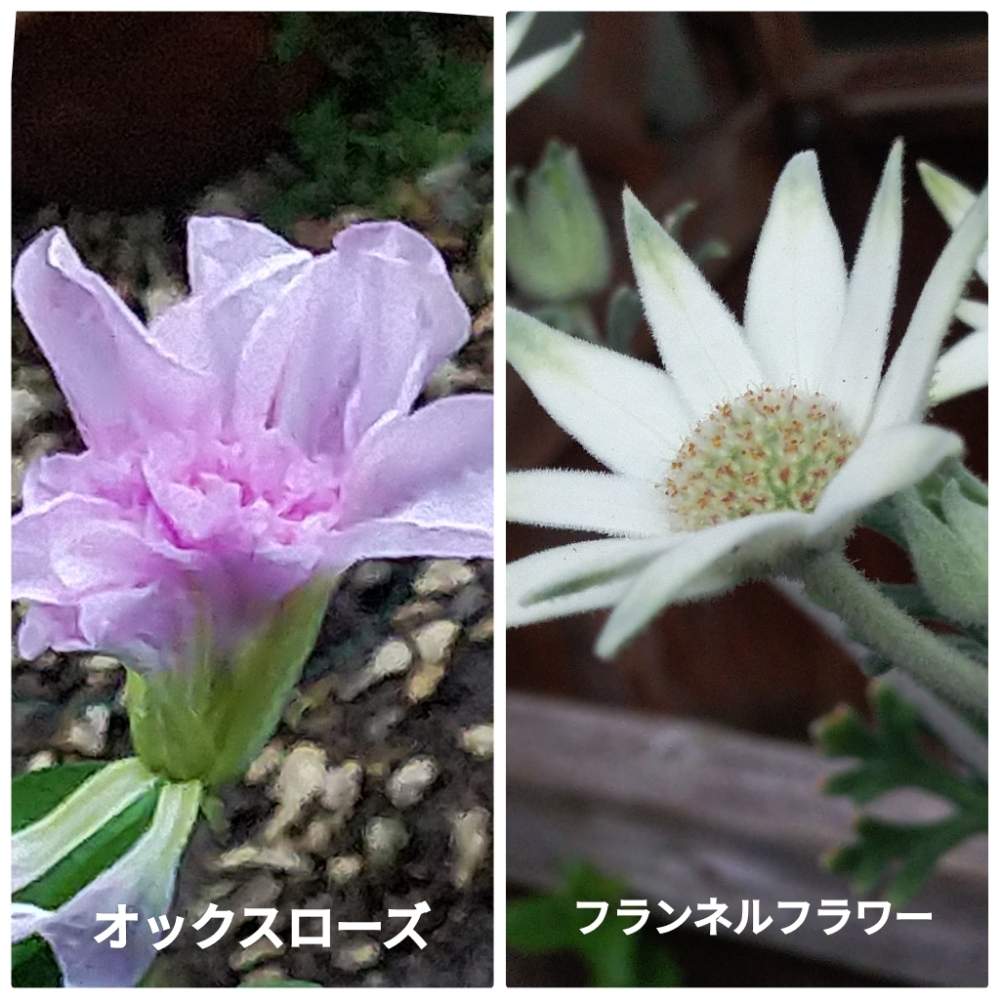 小さな庭の画像 by メリーさん | 小さな庭と鉢植えと花のある暮らしとフランネルフラワー♡とオキザリス オックスローズ