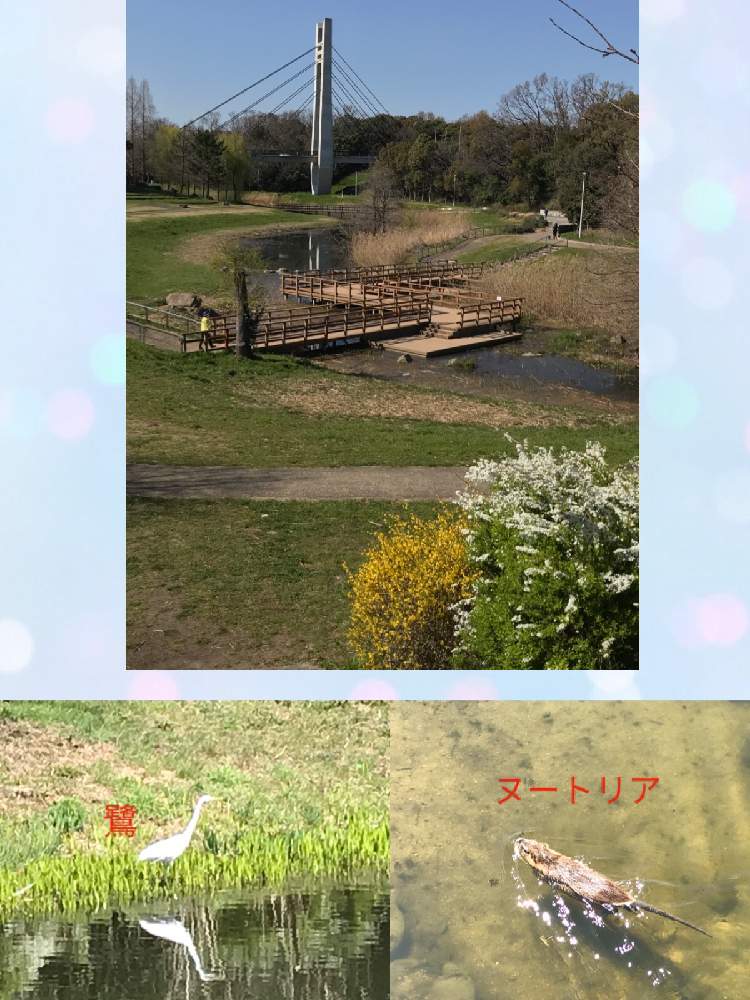 お出かけ先の画像 by 92Aさん | お出かけ先と近所の公園とおはなと公園とGS映えと美しく咲くと黄色い花と可愛いと白い花といやされるとGREEN UP!と花が咲く