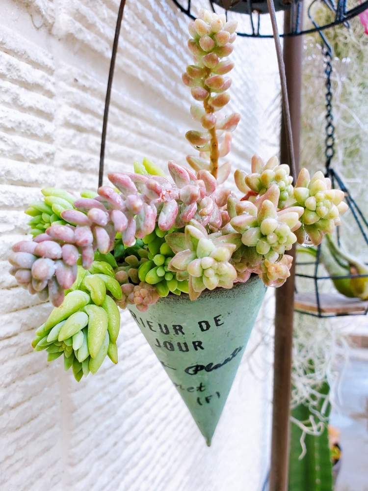 アプローチの画像 by _little_birdy_さん | アプローチと玉つづりと新玉つづり(ビアホップ)と多肉植物とセダム属と多肉植物のある暮らしと外管理