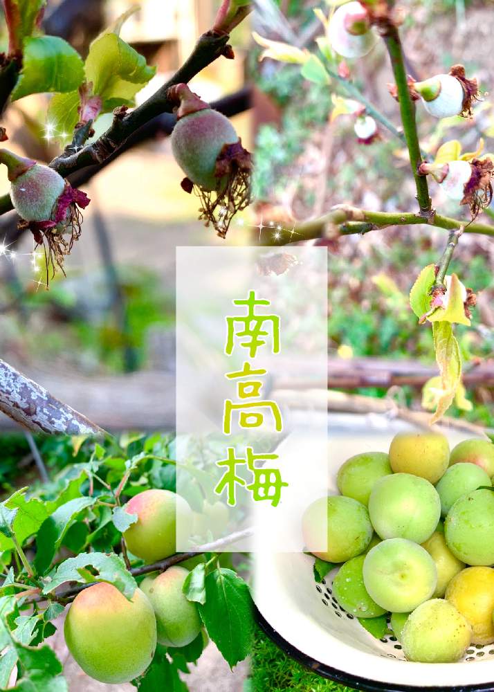 の画像 by kane flowerさん | ウメとナンコウウメと中ぐらいの庭と埼玉県と花のある暮らしと家庭菜園奮闘日記と無農薬有機栽培と無農薬 無化学肥料栽培
