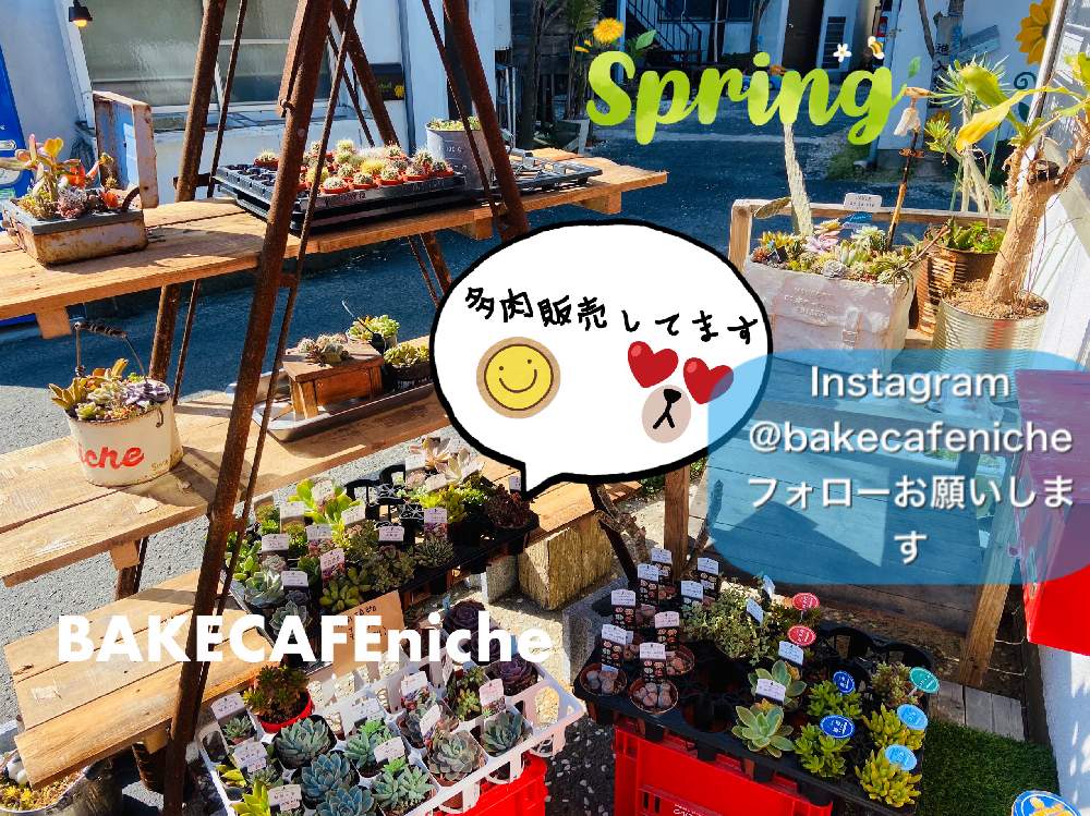 エントランスの画像 by BAKECAFE nicheさん | エントランスと多肉植物いろいろと多肉植物とHTCと多肉植物のある暮らしとBAKECAFE nicheとInstagram更新中と多肉植物販売してますとHTC広報部長とキュンキュン乙女倶楽部