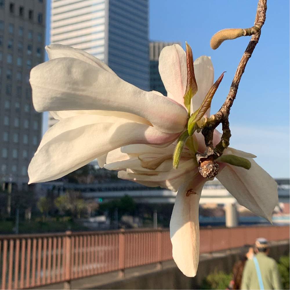 お出かけ先の画像 by Okavangoさん | お出かけ先と辛夷(こぶし)と白・しろ・ホワイトと春・OSAKAと春・萌ゆとThis morning!と青・スカイブルー