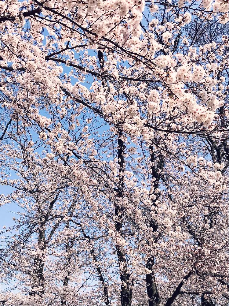 の画像 by パープルさん | 公園とさくら 桜 サクラと花の逞しさと花のある暮らしとGREEN UP!と2020桜フォトコン