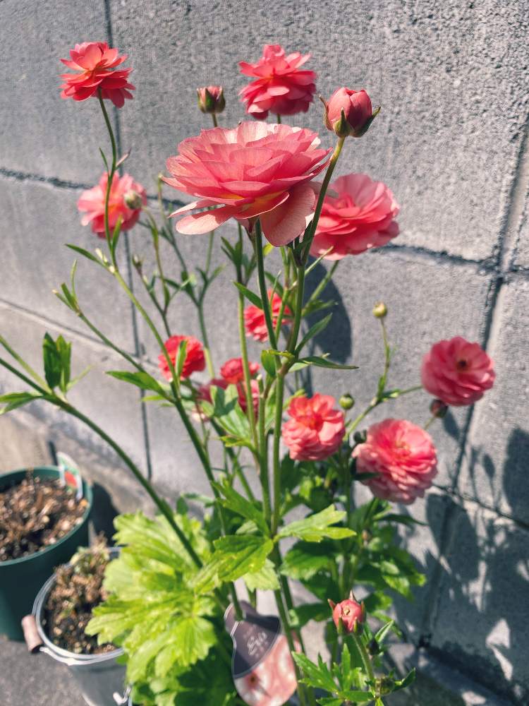 小さな庭の画像 by なおさん | 小さな庭とラナンキュラス エリスと植物愛がとまらないとよろしくお願いしますと植物大好きとピンク❤︎ピンクと大好きと植中毒とラナンキュラス・ラックスとうれしい!と❇︎ラナンキュラスと可愛いとラナンキュラス ラックス エリス。と花のある暮らし