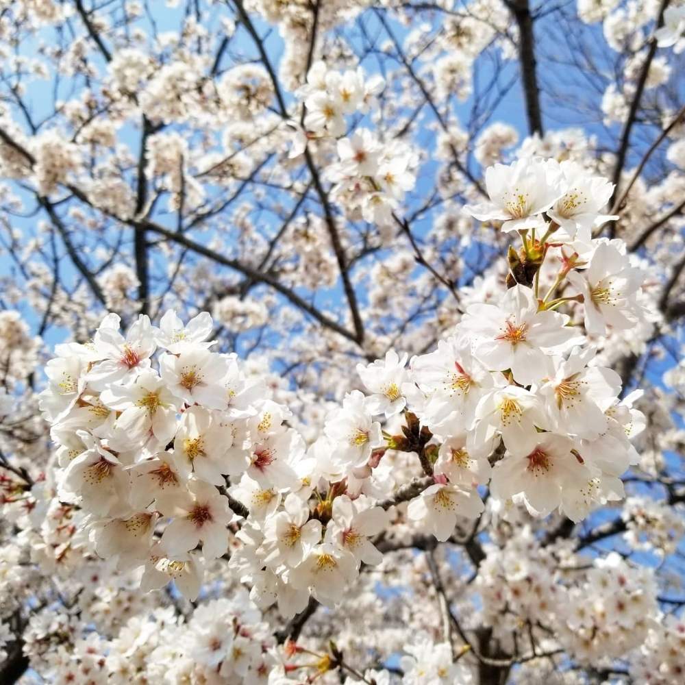 の画像 by けいちゃんさん | 花のある暮らし
