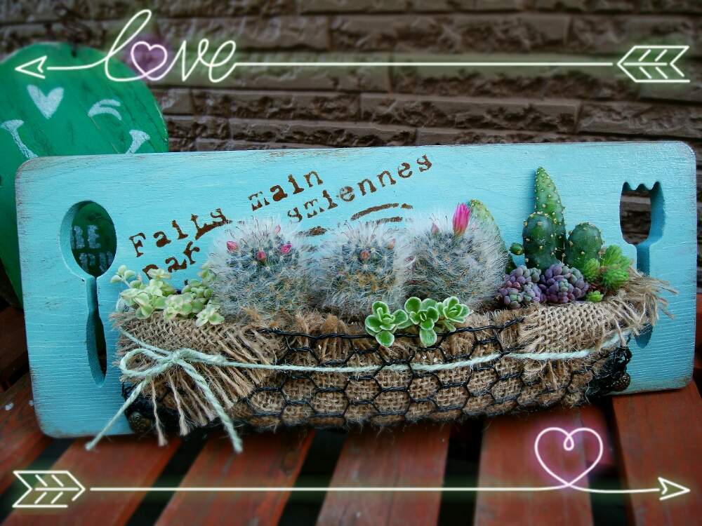小さな庭の画像 by ☆みなみ☆さん | 小さな庭と感動!と繋がりに感謝とカッティングボードと多肉植物のすてきアレンジと日々の暮らしの中の幸せと今日も多肉三昧!と癒しをありがとうと発見と私の癒し系達♡と今日の見~つけた!とたにおたくらぶとチーム愛知とダイソー産