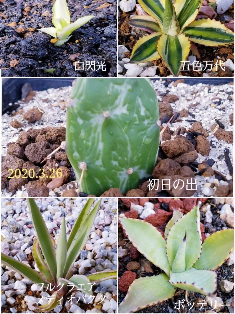 の画像 by えいきち×GARDENさん | サボテン科とやる奴はやるとアガベ AGAVEと素敵便とロックガーデンと露地植えとGS永ちゃん部と手作りの庭とアガベ地植えとにわと植中毒とアガベ族(笑)とおきにいりと庭づくりとGSあるあると本日撮影分とえいきち★ガーデンと地植えとアガベ属とコロン産