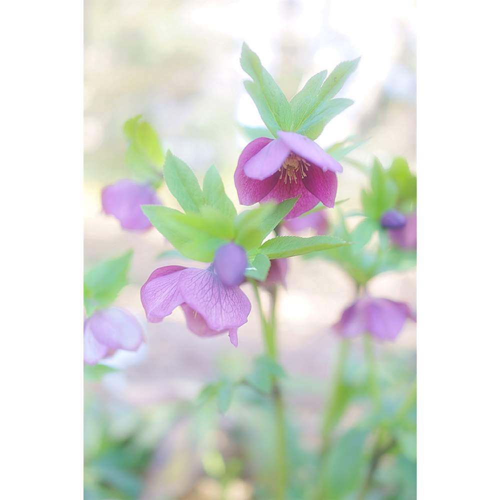 の画像 by nesoさん | クリスマスローズと東京都薬用植物園とローカルカメラマンかな?!(笑)とベイヤー