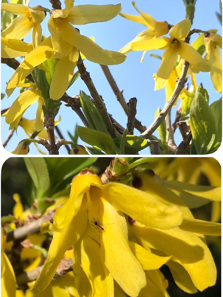お出かけ先の画像 by 92Aさん | お出かけ先とレンギョウと近所の公園と公園とGS映えと黄色い花と君の名はと可愛いといやされると花が咲く