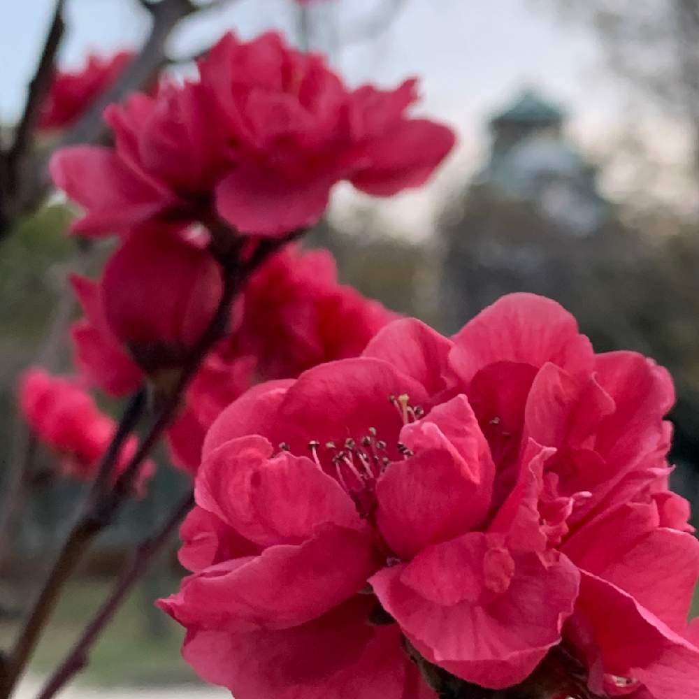 お出かけ先の画像 by Okavangoさん | お出かけ先と桃の花とGSお出かけネットと大阪城公園の四季と春・OSAKAと大阪城桃園と大坂城と城郭・天守閣と赤・紅・あか・レッド