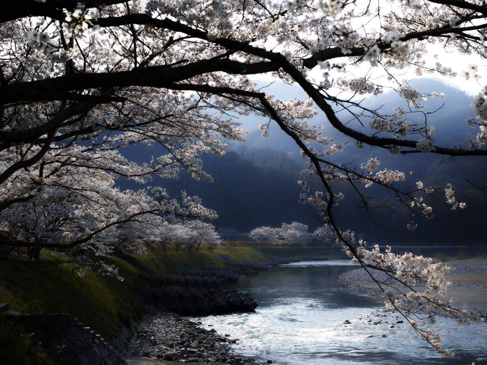 お出かけ先の画像 by mamenosukeさん | お出かけ先とソメイヨシノと2020桜フォトコン