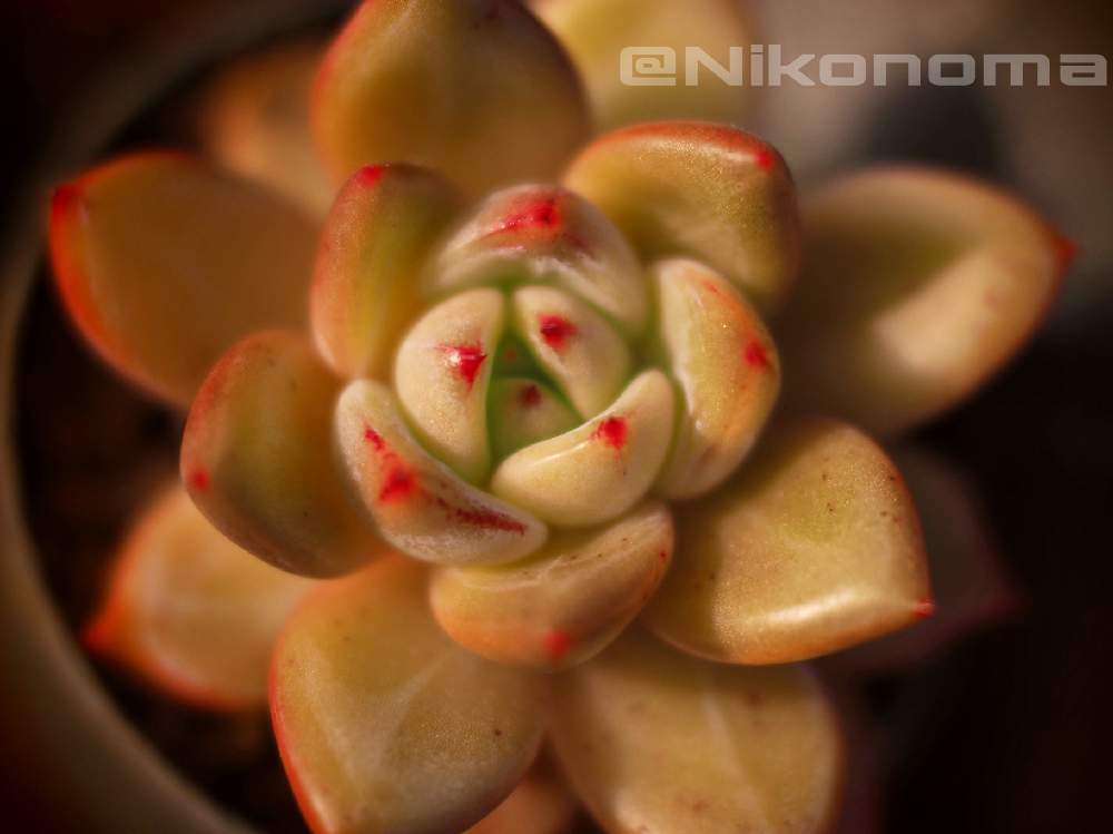 アプローチの画像 by Nomachanさん | アプローチと多肉植物と繋がりに感謝と少しでも笑顔になってもらえますようにとチビlightパトロールseriesと宝物と笑顔の源と癒し空間とみんな同じ空の下とSabijyoとご縁に感謝と大切な宝物とMAUEcollectionと植物が映えるものを作り隊とサビじょとあの娘にも届け