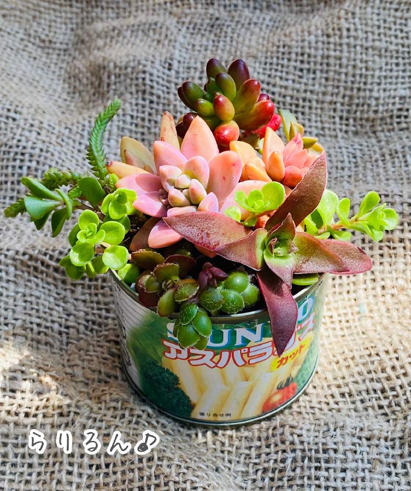 小さな庭の画像 by らりるん♪さん | 小さな庭とクラッスラ デービットと多肉植物と多肉の寄せ植えとらり♪多肉と木漏れ日と多肉植物寄せ植えと多肉女子と可愛い鉢とまんま缶詰リサイクルと紅葉する多肉