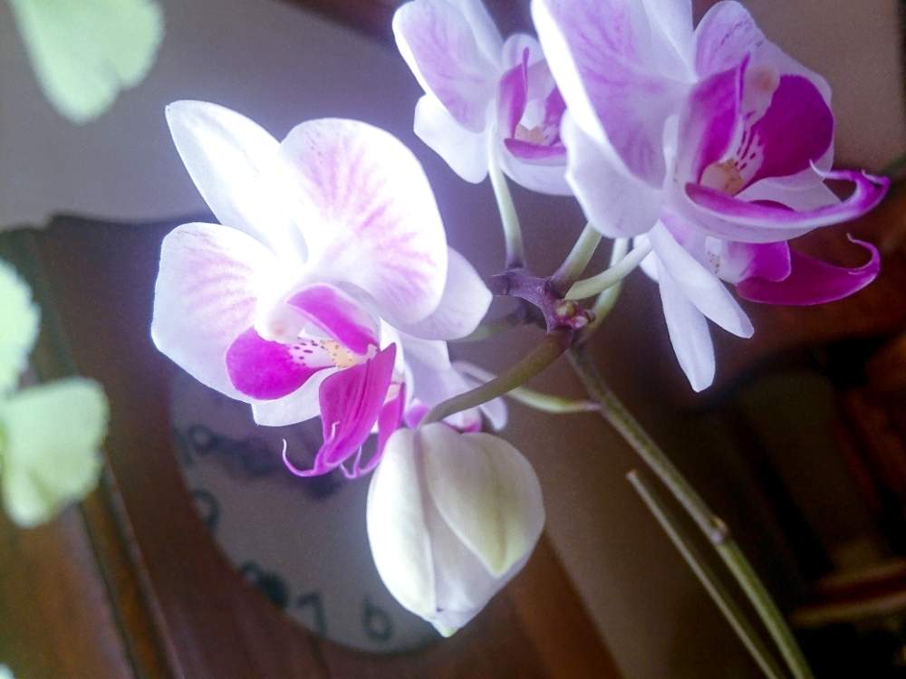 部屋の画像 by たやさん | 部屋とマイクロ胡蝶蘭と開花と春のお花とピンクの花と室内栽培としっとりと花のある暮らしと和の花とラン科と胡蝶蘭の花とマイクロミニ胡蝶蘭とらんと着生植物と胡蝶蘭が気になると蘭初心者と✨マイクロ胡蝶蘭(白)✨