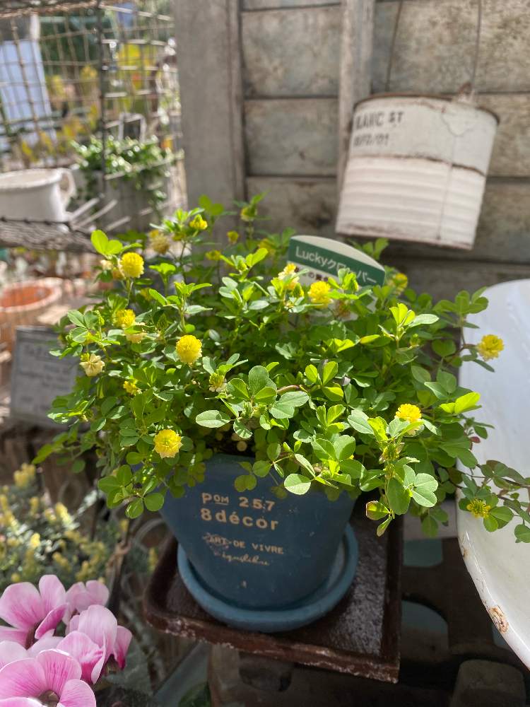 小さな庭の画像 by toujours jardin,fukitei(トゥージュール ジャルダン フウキテイ)さん | 小さな庭とラッキークローバーと岡山市と福山とガーデン雑貨と福山市とラッキークローバー 〜とインテリアと植物とナチュラルガーデンと広島タニラーと岡山と雑貨とナチュラルスタイルと広島とガーデニングと花のある暮らし