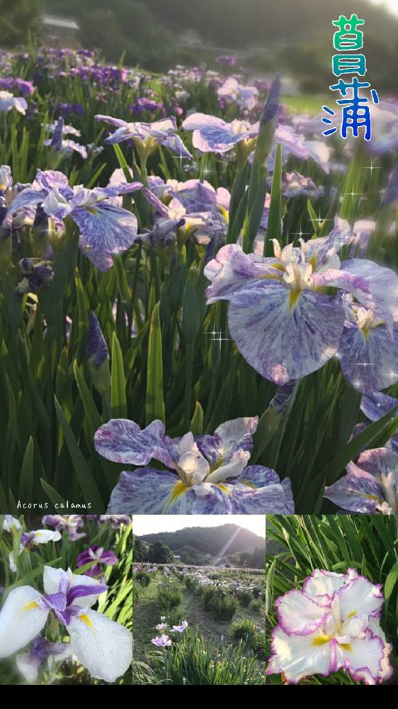 の画像 by kane flowerさん | ハナショウブと花のある暮らしと埼玉県と都幾川町