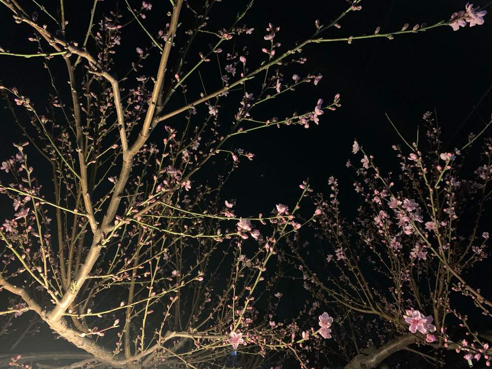 小さな庭の画像 by 『薔薇の初心者教室』How to grow Organic Roseさん | 小さな庭と果物と家庭果樹