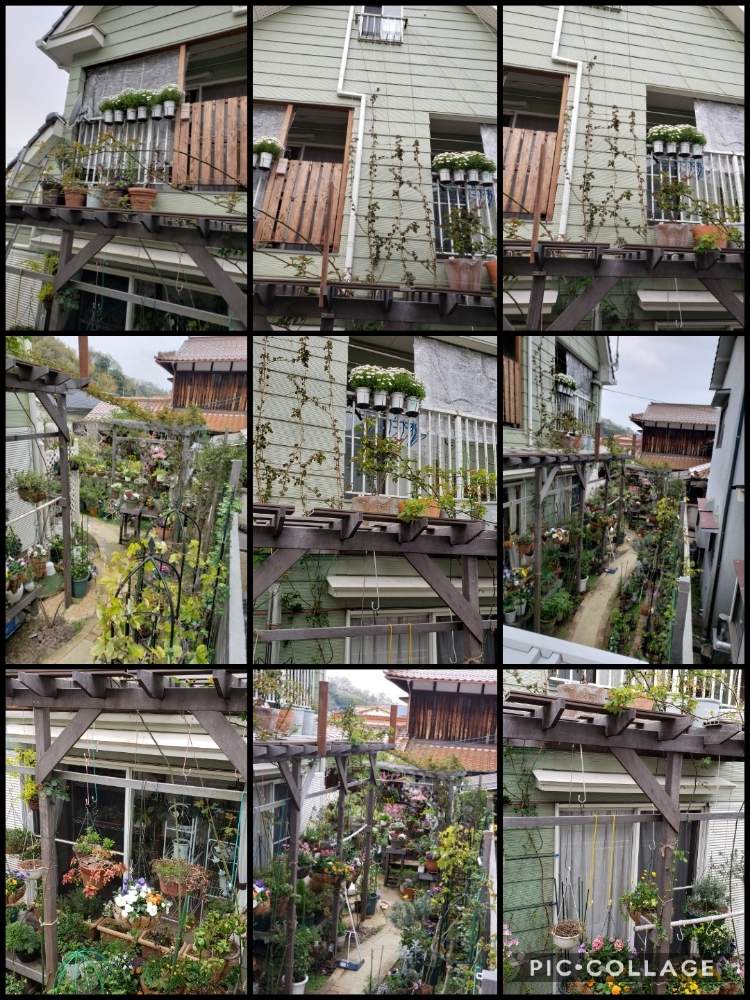 壁/天井の画像 by 天空のバラの五線譜さん | 壁/天井と立体的な庭造りとパーゴラ♡とイングリッシュガーデンと花のある暮らしとバラ・ミニバラ