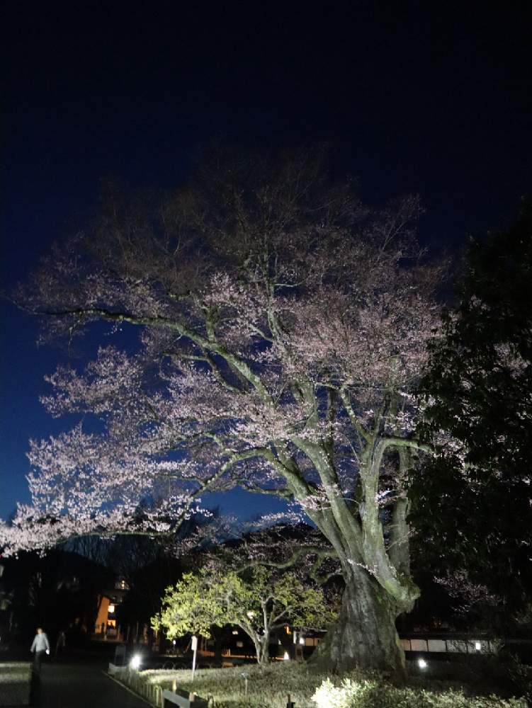 お出かけ先の画像 by ゆみじんさん | お出かけ先とさくら サクラ 桜とエドヒガンと2020桜フォトコンとずくだせ信州とバラと夢CLUBとお花見と花のある暮らしとGSアダルトチーム