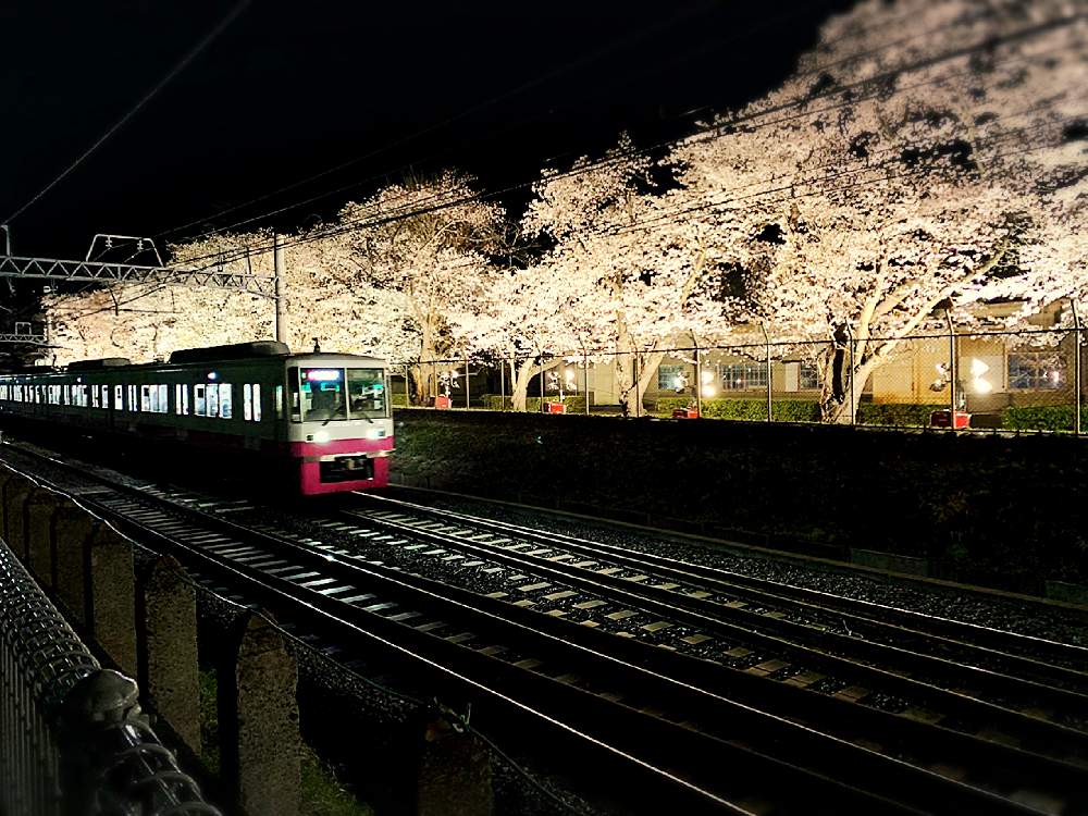 お出かけ先の画像 by barbossa バルボッサさん | お出かけ先とソメイヨシノとスマホ撮影と2020桜フォトコンとさくら さくらと新型コロナウィルスに負けるなとお誘いと花のある暮らしとiPhone撮影