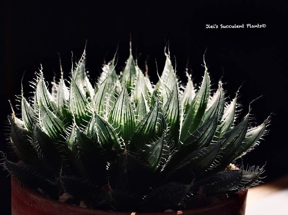 小さな庭の画像 by Jieiさん | 小さな庭と多肉とハオルチアとJiei's Succulent Plantsと多肉植物と多肉男子とボタニカルボーイとJiei's Garden Storyと植物男子と相模原植物男子とJiei's Garden®︎とGS映えとJiei's Decorationと植中毒と今日の一枚とJiei's DesignとJiei's Collectionと暴れ多肉とJiei's Share Happiness®︎とBotanical Boy
