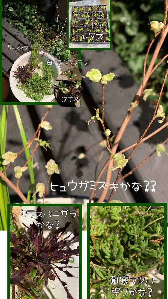 の画像 by kane flowerさん | ヒュウガミズキ(日向水木)と名前を教えて!と花のある暮らしと埼玉県