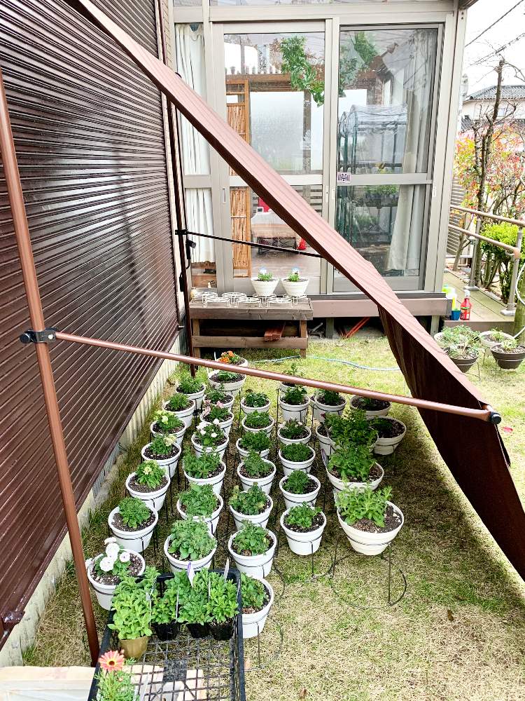 小さな庭の画像 by 黄身さん | 小さな庭とペチュニアと雨が多い地方と雨避けと北陸地方と植中毒とまだまだ初心者と花のある暮らしと石川県