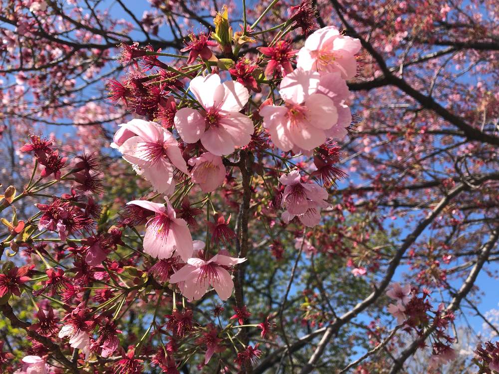 お出かけ先の画像 by 花ペチャさん | お出かけ先と桜 陽光(ようこう)と幸せのピンクとno flower no lifeとピンクの花とno green no lifeと春が来た❣️と花のある暮らしとGREEN UP!