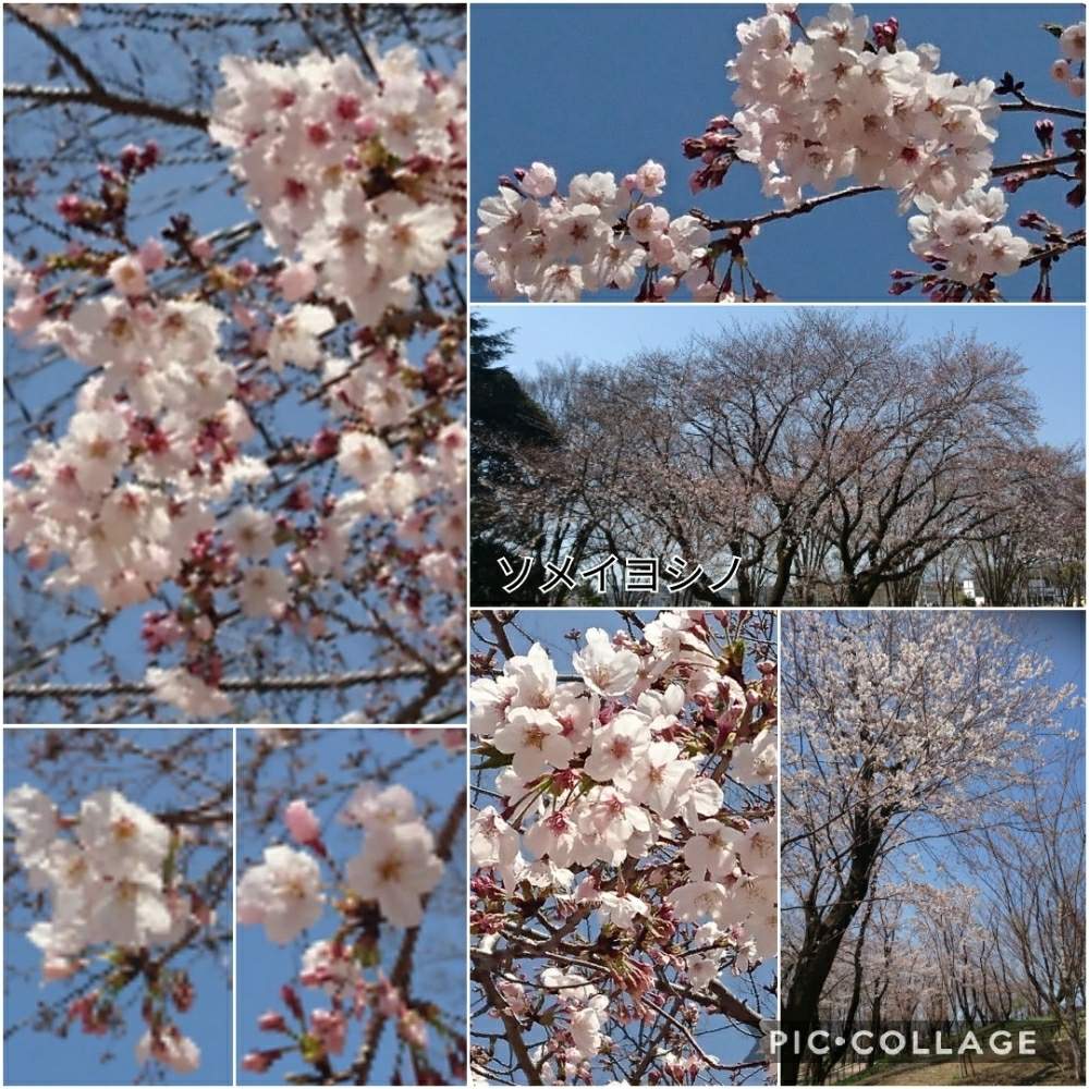 お出かけ先の画像 by トリトンさん | お出かけ先とソメイヨシノと青空とコラボ♡と元気だしてとキュンキュン乙女倶楽部とありがとう♡とかわいい♡といやされる♡とありがとう♡嵐♡とピンク❤︎ピンクとGS映えとGS日和とキュンキュン乙女倶楽部No.183と青空とコラボレーションと神奈川県と青空に映えると2020桜フォトコン