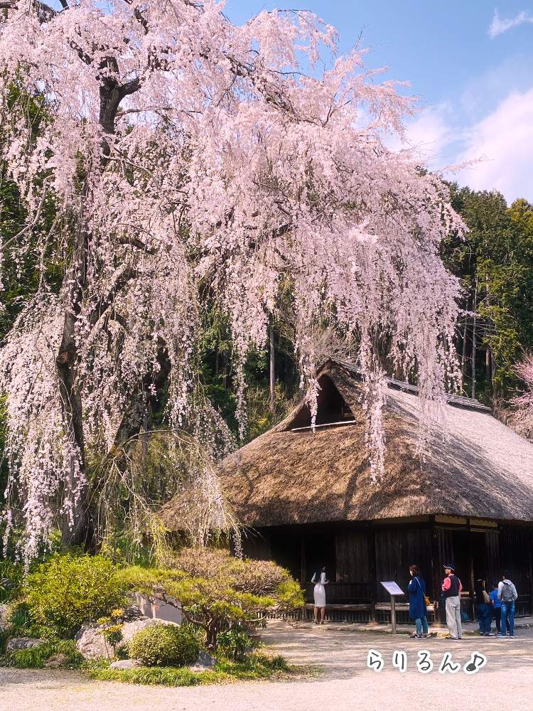 の画像 by らりるん♪さん | しだれ桜とさくら サクラ 桜と高麗家住宅と2020桜フォトコンとさくらさくら咲け咲けさくらと季節の花とさくら 桜 サクラと高麗住宅のしだれ桜と国・重要文化財