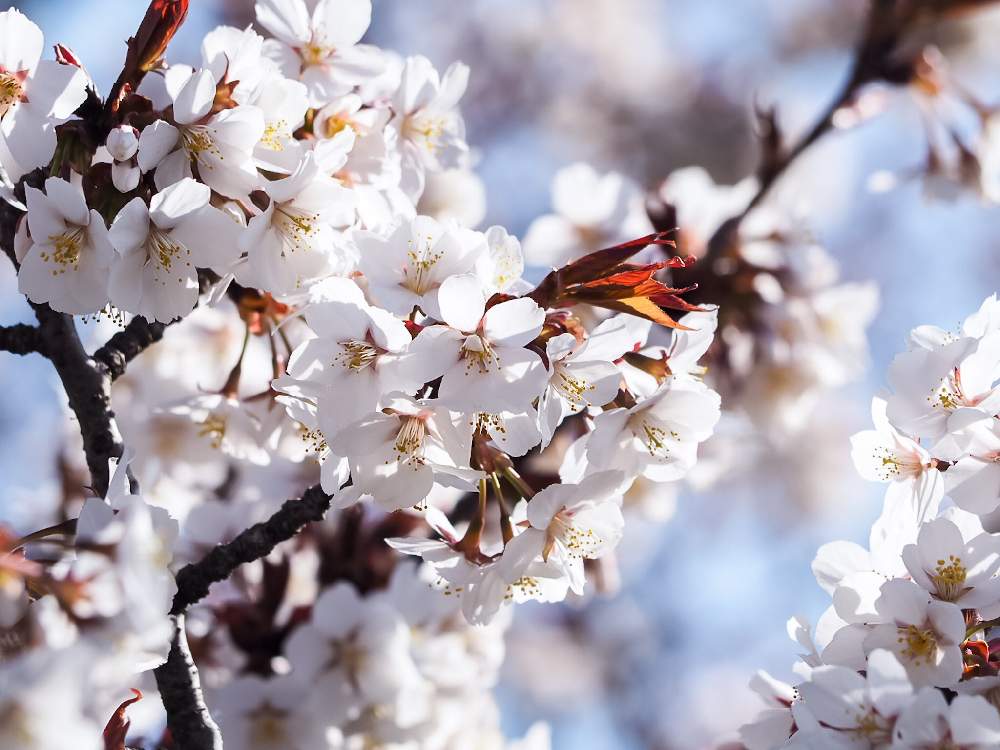 の画像 by lalamさん | 花のある暮らしと山桜…と桜祭り2020