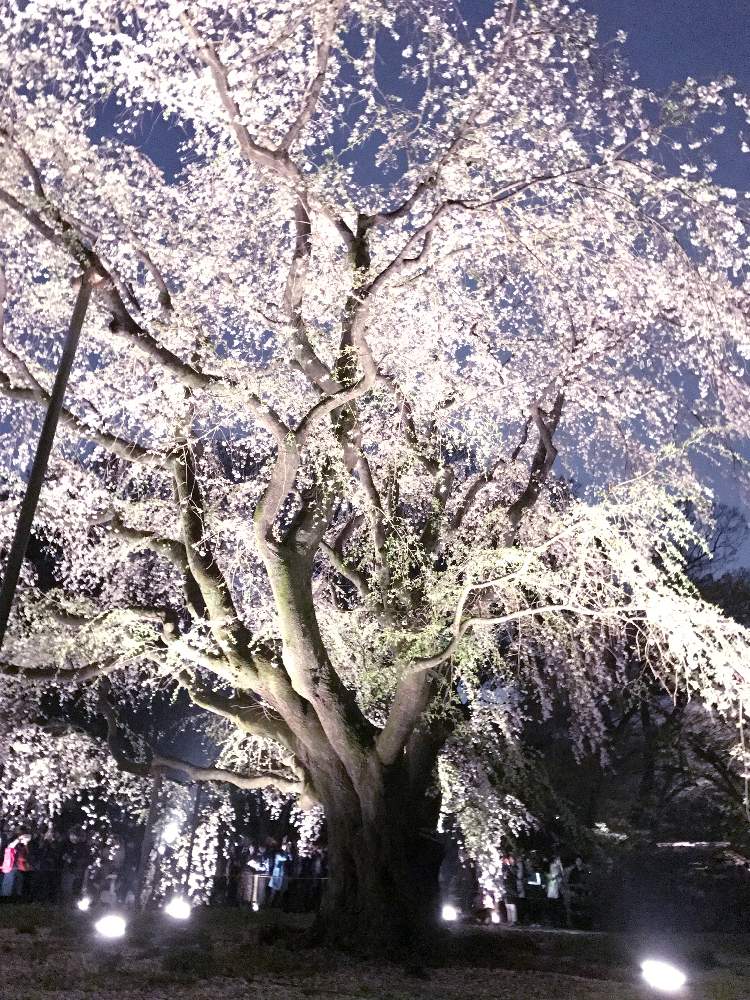 お出かけ先の画像 by 幻テラスのともちゃんさん | お出かけ先と枝垂れ桜と六義園の夜桜と花のある暮らしと六義園と枝垂れ桜☆と六義園ライトアップ