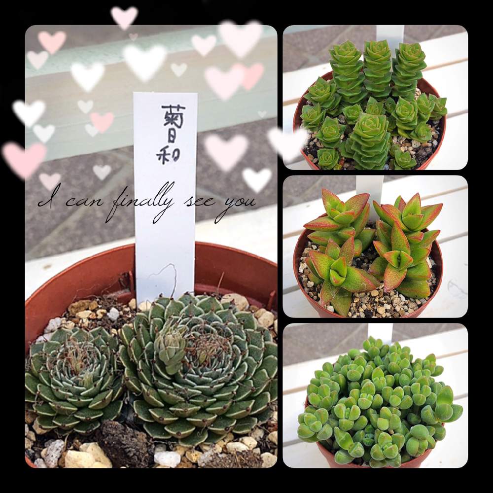 小さな庭の画像 by COOさん | 小さな庭と多肉植物とエレガンス クラッスラとグラプトペタルム属とクラッスラ属と多肉大好きと普及種バンザイと西村ジョイ成合店よりとグラプトペタルムと多肉女子と菊日和とタニラーと桜星☆とグリーンパゴダ☆