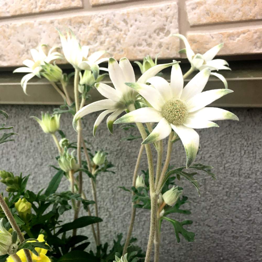 の画像 by ner0l1さん | フランネルフラワー フェアリーホワイトと寄せ植えと花苗と子ども