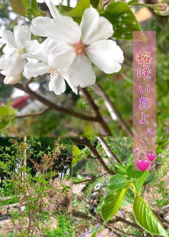 の画像 by kane flowerさん | サクラと花のある暮らしと埼玉県と中ぐらいの庭と2013(H25)7/22と昨年は4/16頃開花