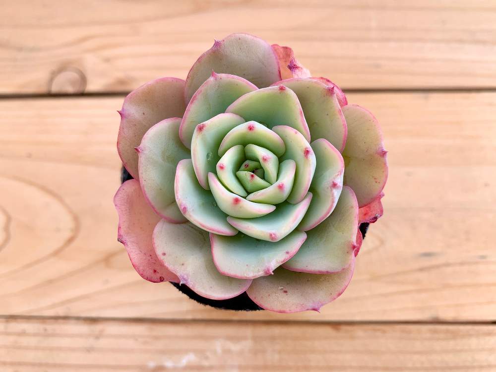 畑の画像 by Flower Villageさん | 畑と横浜タニラーと臨時休業とタニパトとピーチアンドクリーム.と多肉大好きと神奈川タニラーと多肉植物寄せ植えと多肉植物のある暮らしと多肉植物販売と植中毒とエケベリア女子とエケベリア属とフラワービレッジと多肉女子とタニラーと埼玉タニラーとピーチ&クリームと観葉植物のある暮らしとflowervillageと多肉植物 エケベリア