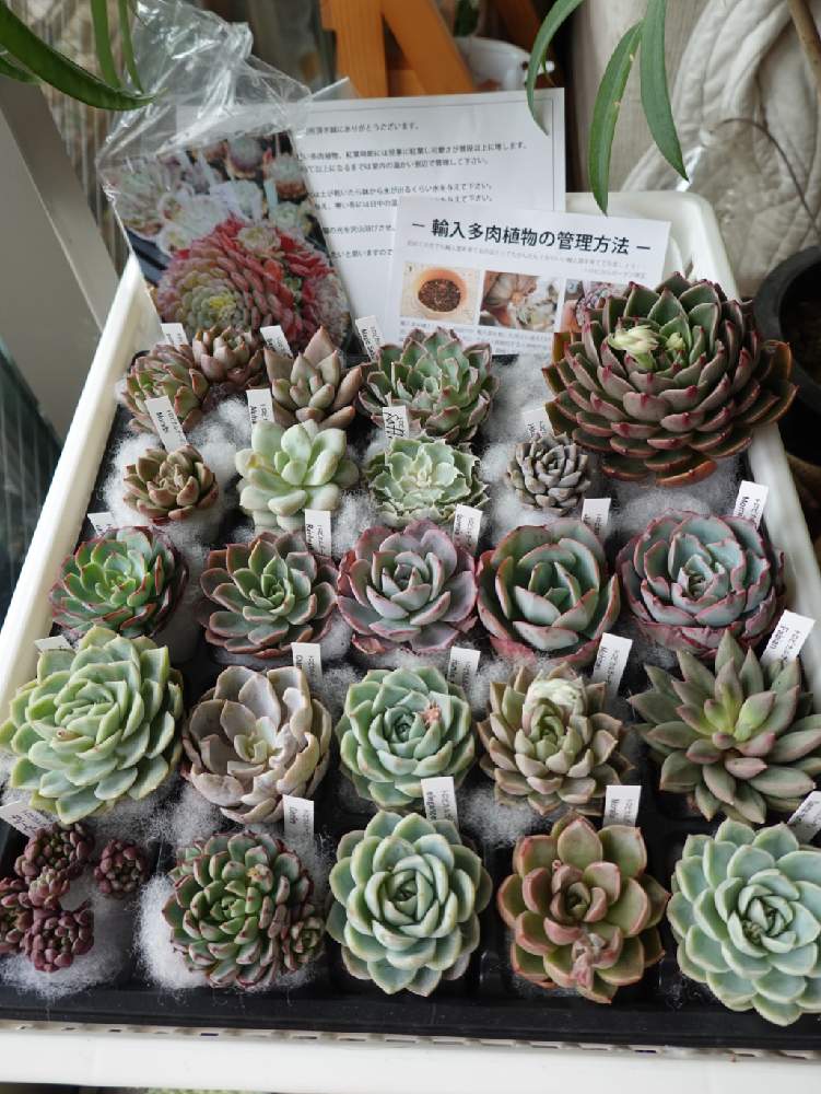 窓辺の画像 by やりももさん | 窓辺とエケベリア ルドルフと多肉植物とネコのいる暮らしとトロピカルガーデン埼玉とバレンタイン・ホワイトデーセットと記録用と韓国苗