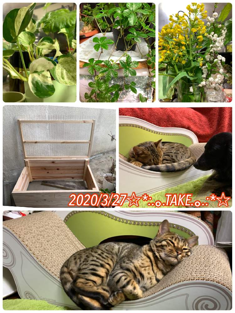 部屋の画像 by ◦¨♪✴︎.TAKE .✴︎¨♪◦さん | 部屋と菜の花とおうち園芸と犬猫と共にと花のある暮らしといやされる~♡とかわいい❤