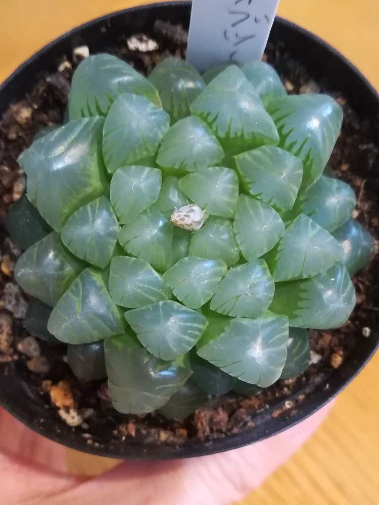 部屋の画像 by coffeetime/breaktimeさん | 部屋と多肉植物初心者と多肉植物とオブツーサ。と多肉大好きと多肉植物のある暮らしと多肉女子