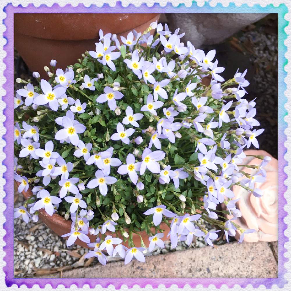 テラスの画像 by うめこさん | テラスとキュンキュン乙女倶楽部とおきにいり ♡と季節のお花と可愛い〜♡ととってもキレイ♡