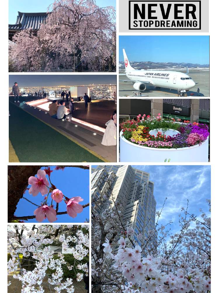 お出かけ先の画像 by ロンちゃんさん | お出かけ先と好きな花と2020東京花見旅行とGS日和と北海道に来て下さいと北海道は元気です。とiPhone 11PROで撮影と花のある暮らしと北海道ラブ