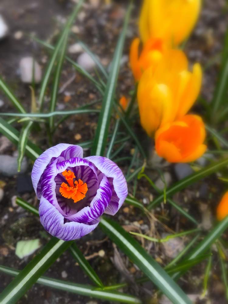 の画像 by ほとちんさん | クロッカスと日常と自宅の花と我が家の花