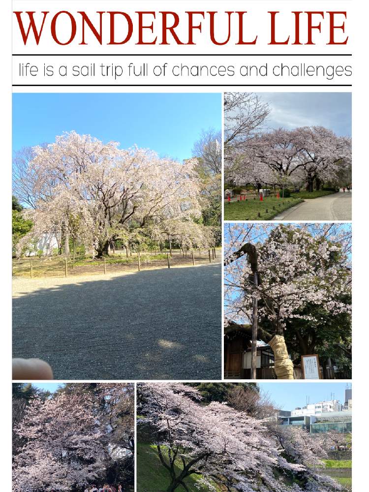お出かけ先の画像 by ロンちゃんさん | お出かけ先と好きな花と2020桜フォトコンと2020東京花見旅行とGS日和と北海道に来て下さいと北海道は元気です。とiPhone 11PROで撮影と花のある暮らしと北海道ラブ
