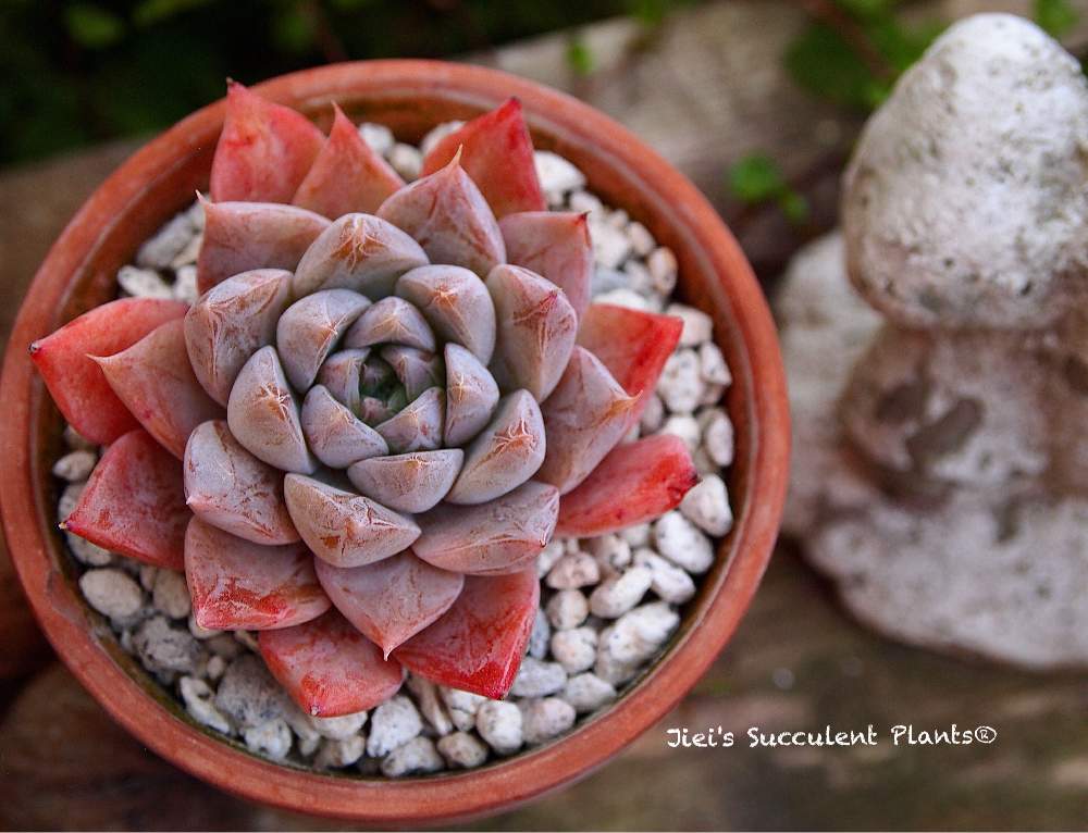 小さな庭の画像 by Jieiさん | 小さな庭と多肉とJiei's Succulent Plantsと多肉植物と多肉男子とボタニカルボーイとJiei's Garden Storyと植物男子と相模原植物男子とJiei's Garden®︎とわが家の多肉スペースとGS映えとJiei's Decorationと植中毒と今日の一枚とJiei's DesignとJiei's CollectionとContainer GardenとJiei's Echeveria Collection®︎と珍奇植物とJiei's Share Happiness®︎とBotanical Boy