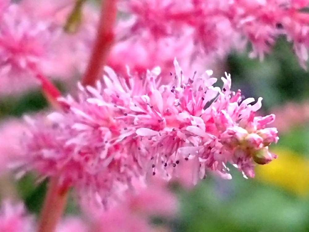 の画像 by toshi17さん | アスチルべとしあわせ色とスマホ撮影とキラキラ✨とかわいい♡とお写んぽと華やかとGS映えと癒される♪と爽やか~と綺麗と鮮やか と今日の花と花のある暮らしとGREEN UP!と花期錯誤と可憐とピンクワールドと接写と北山緑化植物園とfrom過去ライブラリ